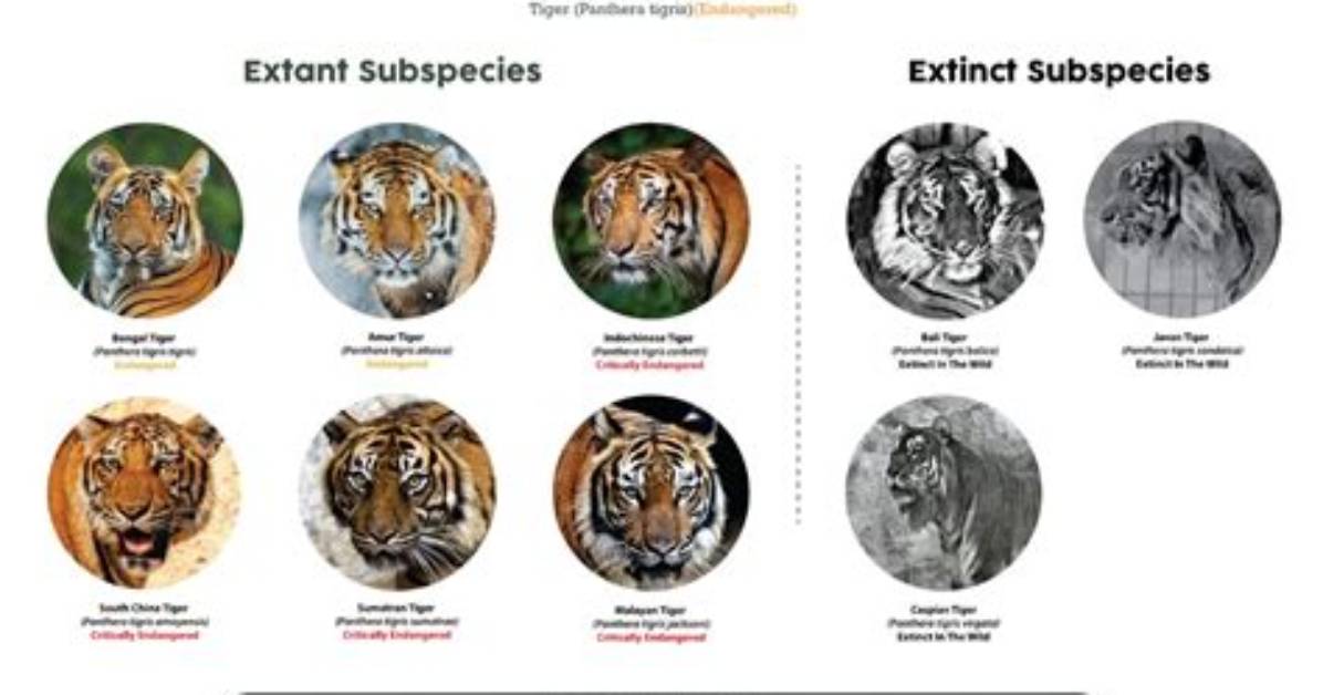 Do Tigers Still Exist?