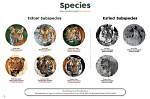 Do Tigers Still Exist?
