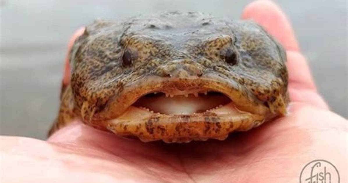 Do Toadfish Have Teeth?