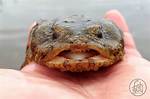 Do Toadfish Have Teeth?