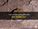Do Toads Eat Spiders