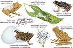 Do Toads Lay Eggs?