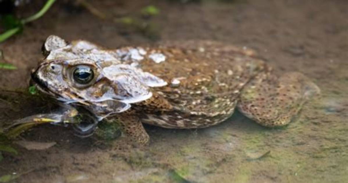 Do Toads Like Water?