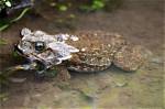 Do Toads Like Water?