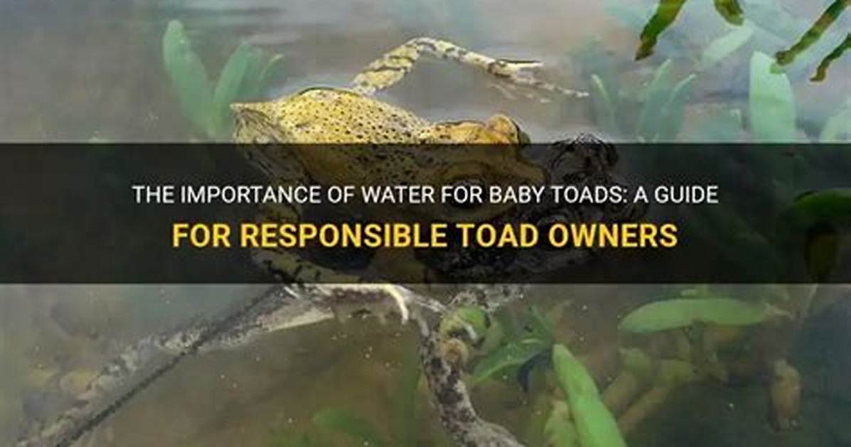 Do Toads Need Water?