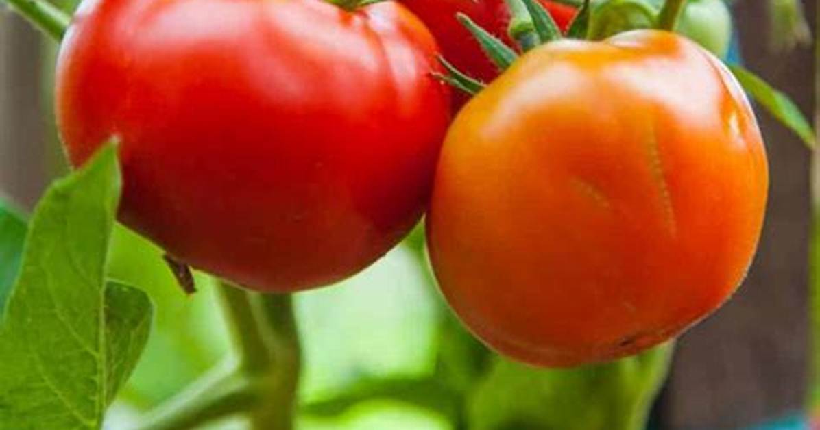 Do Tomato Plants Like Eggshells?
