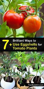Do Tomato Plants Like Eggshells?