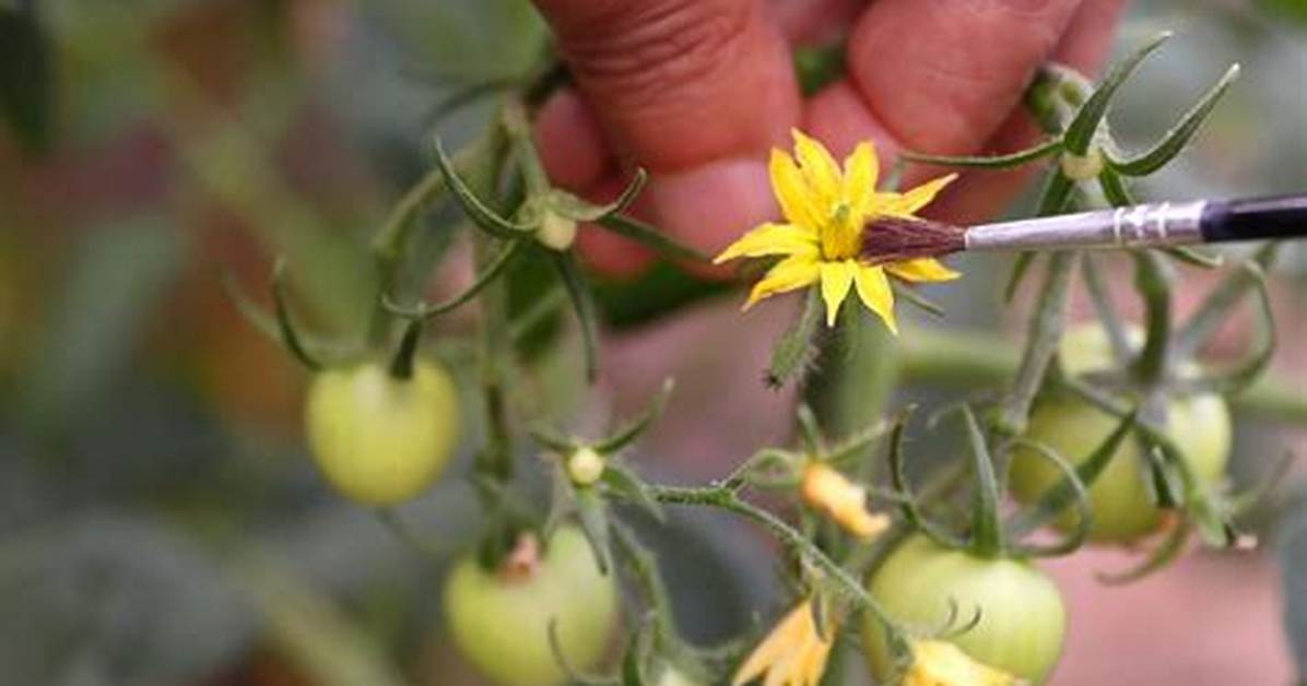 Do Tomatoes Cross Pollinate