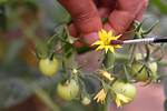 Do Tomatoes Cross Pollinate