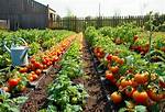 Do Tomatoes Like Wind