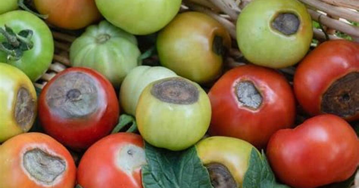 Do Tomatoes Need Calcium
