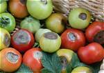 Do Tomatoes Need Calcium