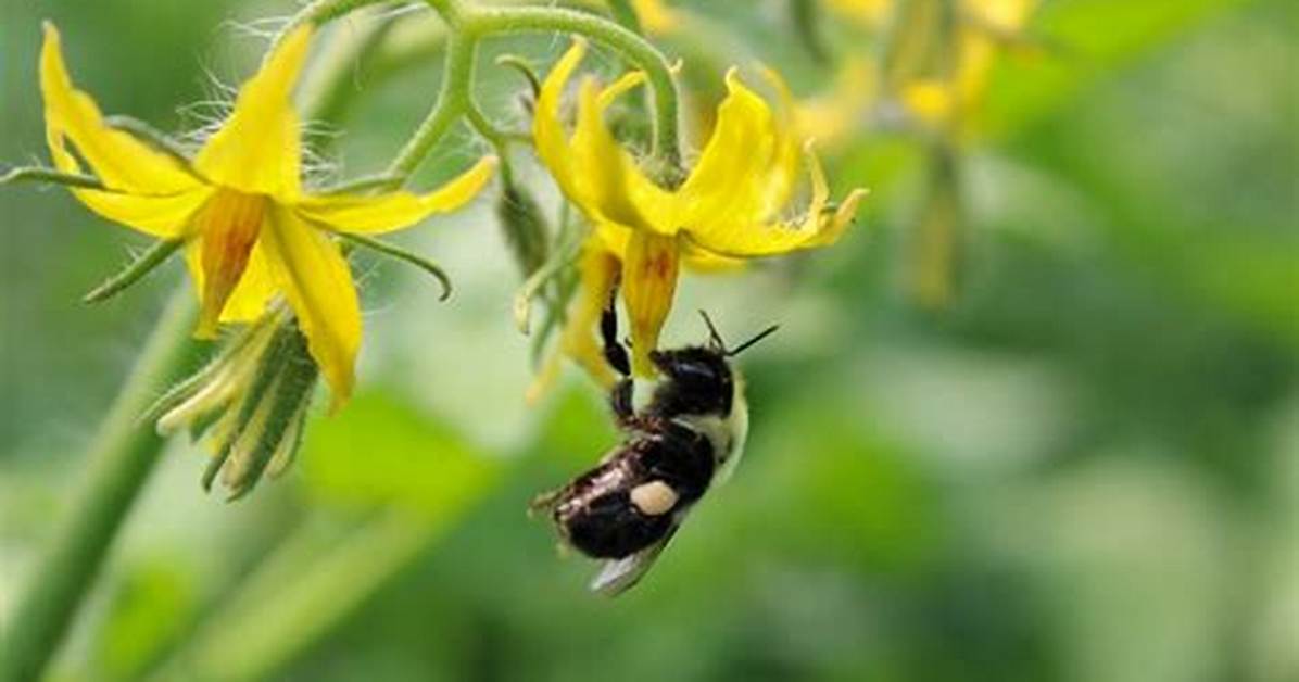 Do Tomatoes Require Pollination?