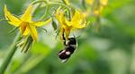 Do Tomatoes Require Pollination?