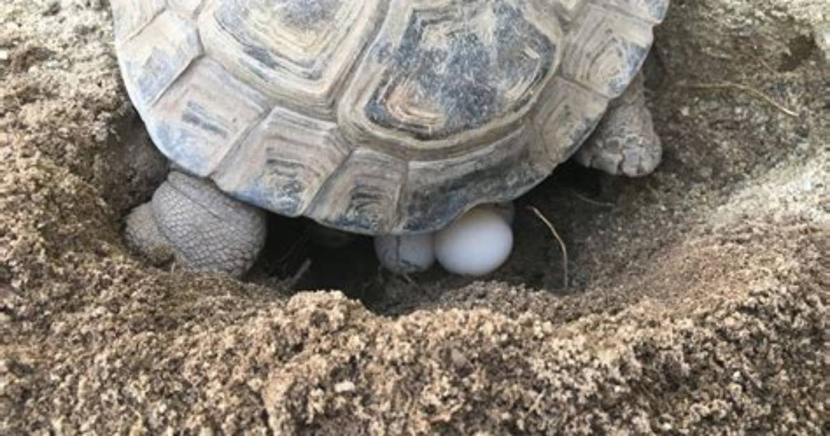 Do Tortoise Lay Eggs?