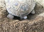 Do Tortoise Lay Eggs?