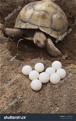 Do Tortoises Lay Eggs?