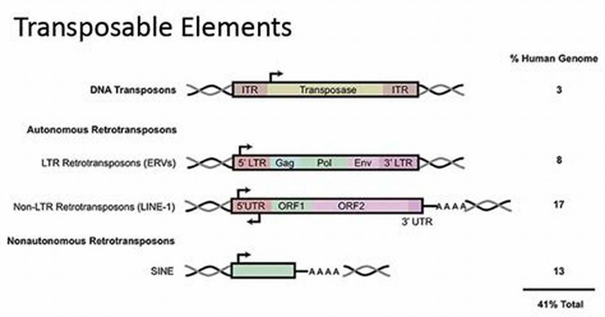 Do Transposable Elements Reduce Genome Size?
