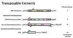 Do Transposable Elements Reduce Genome Size?
