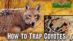 Do Traps Hurt Coyotes?