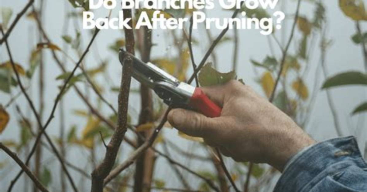 Do Tree Branches Grow Back
