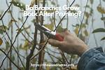 Do Tree Branches Grow Back