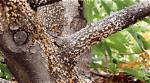 Do Trees Get Diseased?