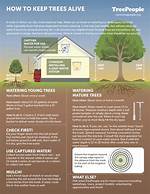 Do Trees Keep Stumps Alive?