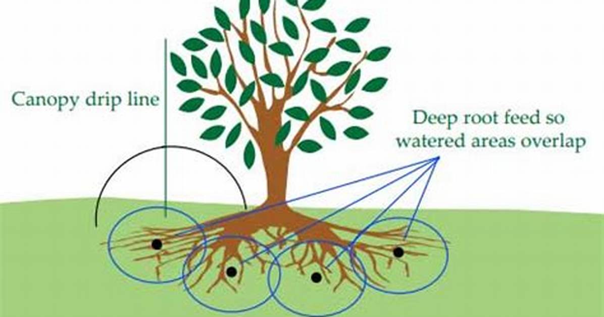 Do Trees Need Deep Root Feeding?
