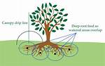 Do Trees Need Deep Root Feeding?