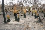 Do Trees Survive Bushfire?