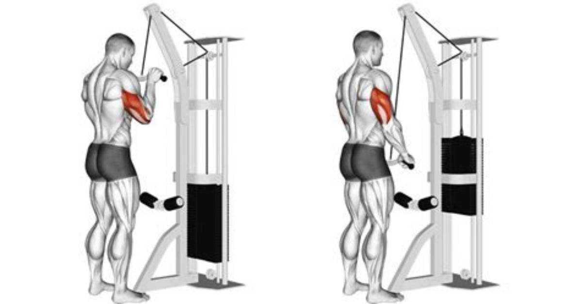 Do Tricep Pushdowns Build Mass?