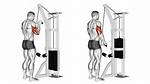 Do Tricep Pushdowns Build Mass?