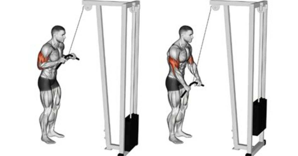 Do Tricep Pushdowns Work Chest?