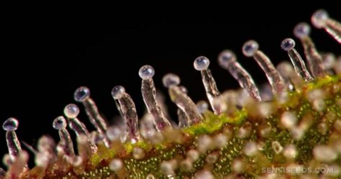 Do Trichomes Fall off?