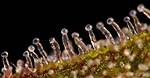 Do Trichomes Fall off?