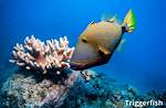 Do Triggerfish Eat Coral?
