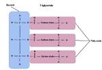 Do Triglycerides Contain Nitrogen?
