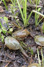 Do Triops Eat Algae?
