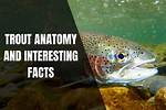 Do Trout Have Limbs?