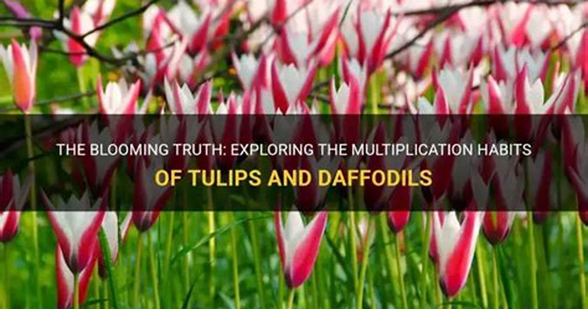 Do Tulips Multiply