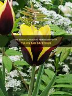 Do Tulips Need Sun