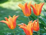 Do Tulips Require Full Sun