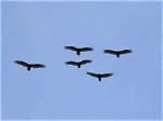 Do Turkey Vultures Migrate?