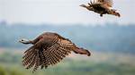 Do Turkeys Fly High?