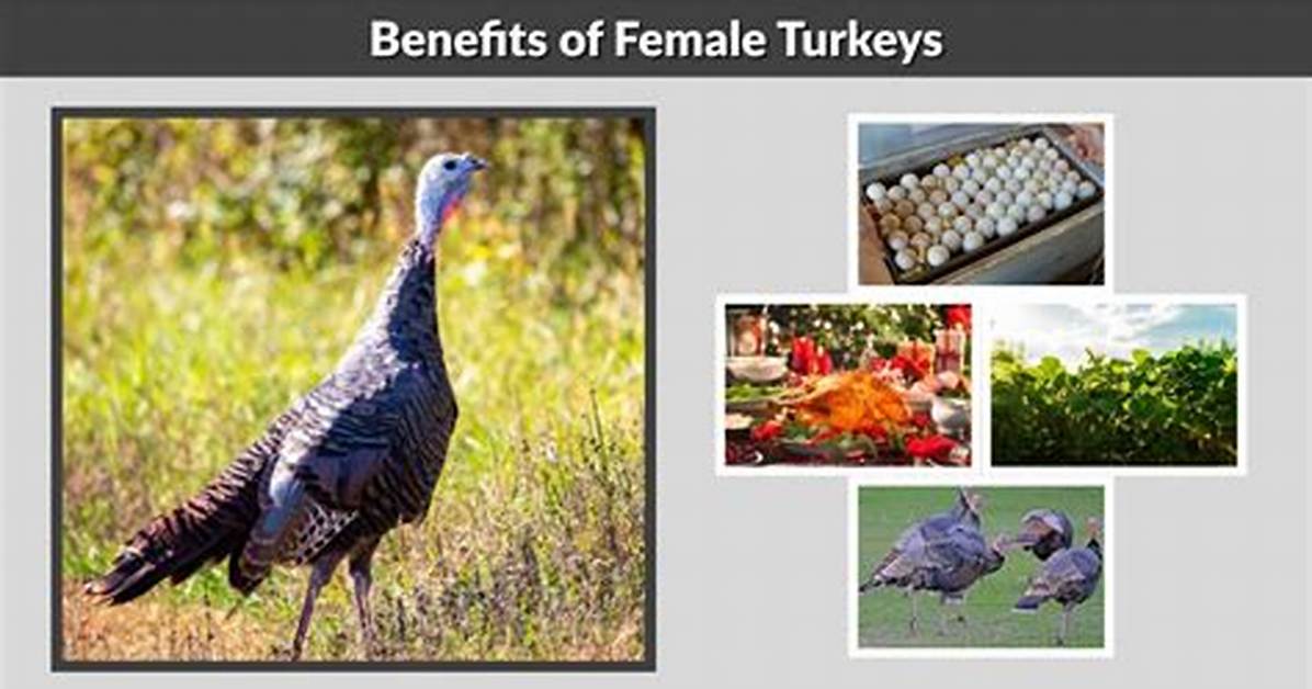 Do Turkeys Recognize Humans?