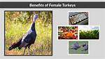 Do Turkeys Recognize Humans?