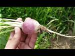 Do Turnips Cause Gas?