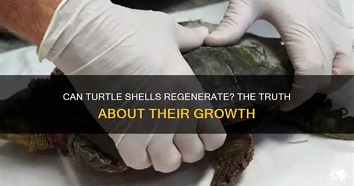 Do Turtle Shells Regenerate