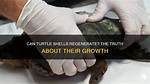 Do Turtle Shells Regenerate